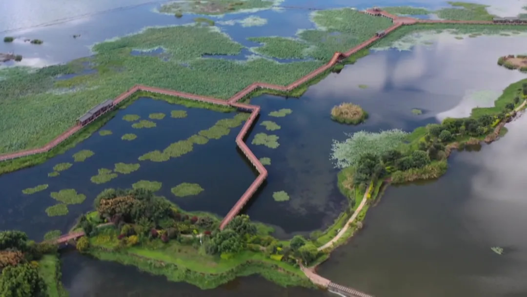 海菜花春日綻放 見證異龍湖保護(hù)治理工作顯成效